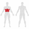 EXIGO Abdominal Twister / Rotary Torso